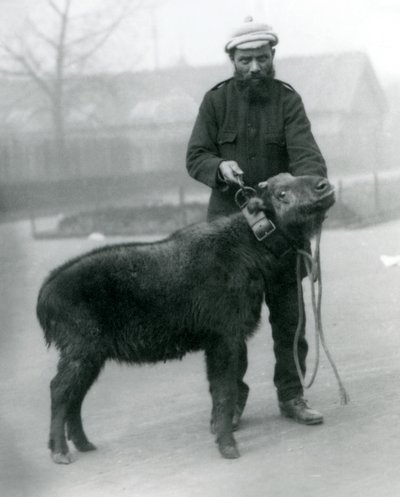 Una femmina di takin, nota anche come camoscio di bestiame o capra gnu con il custode, Zoo di Londra, aprile 1923 da Frederick William Bond